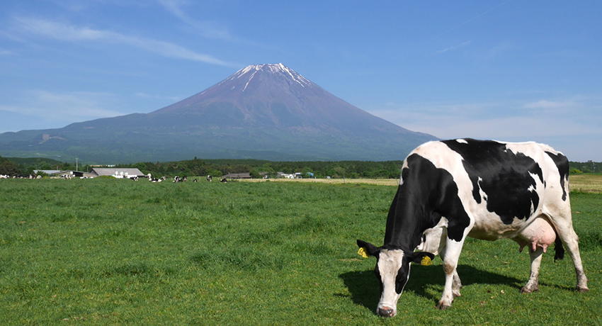 雄大な自然の中、のんびりと草を食む牛たち